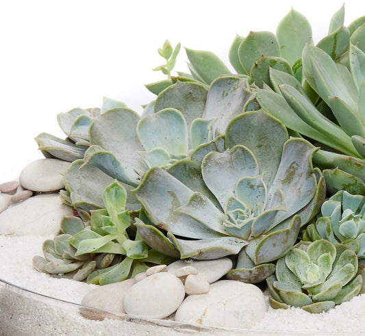 Succulent Care Guide: 3 Simple Instructions to Follow