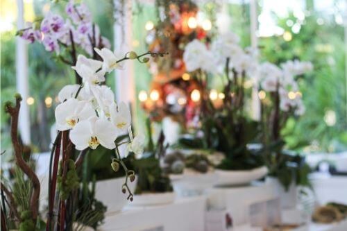 How-to: Spring decor with plants