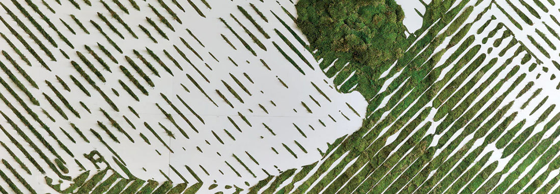 Preserved Moss Wall Art: 3 Unique Portraits