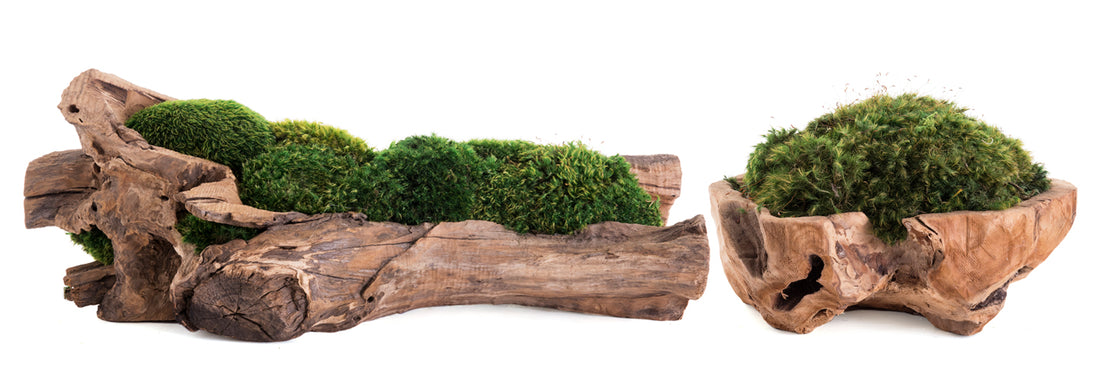 Original Plant-Themed Gifts for the Home