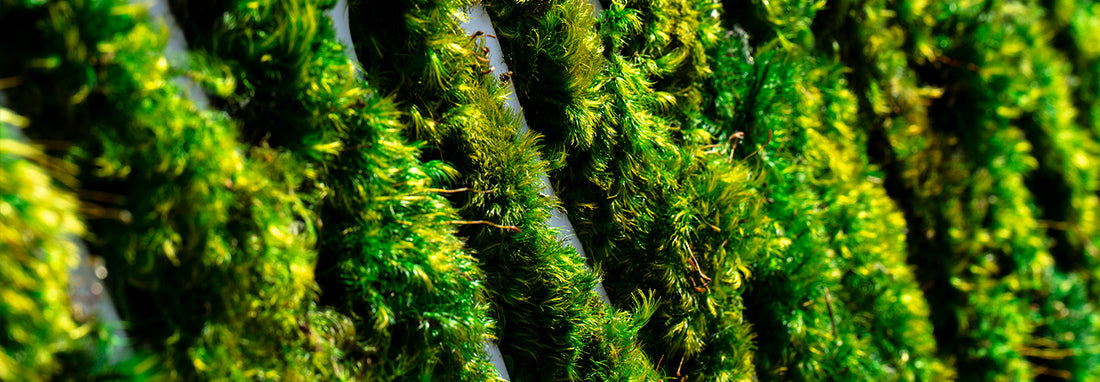 Biophilic Design Principles and Examples