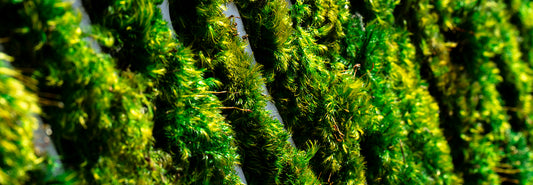 Biophilic Design Principles and Examples