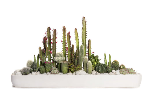 Plants as Gifts: The Unique Meaning Behind Each Plant
