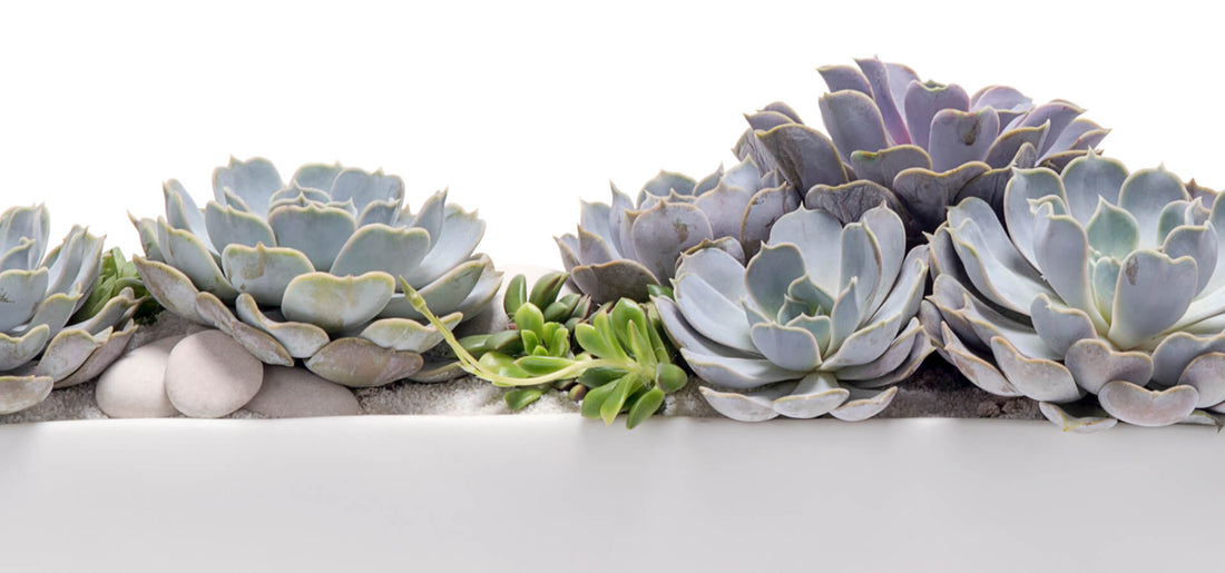 The Symbolic Meaning Behind Succulent Arrangements