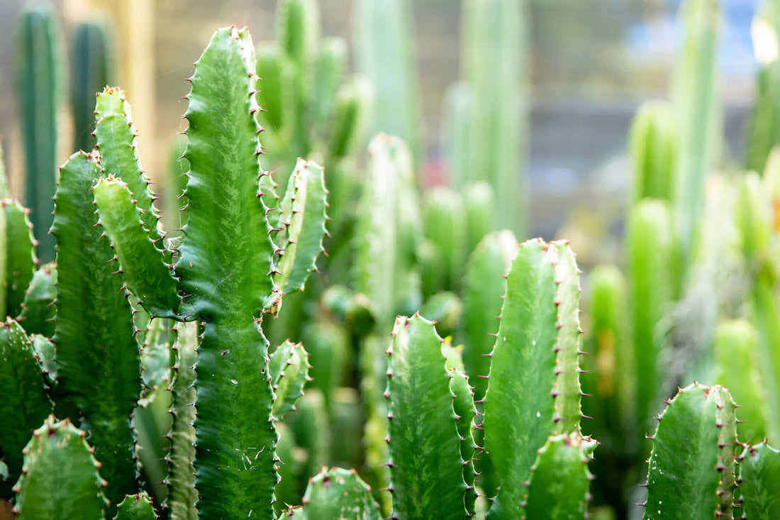 Help Your Plants Survive the Summer