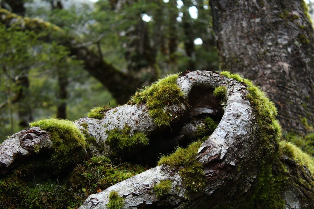 High-end Home Fragrances for Nature Lovers