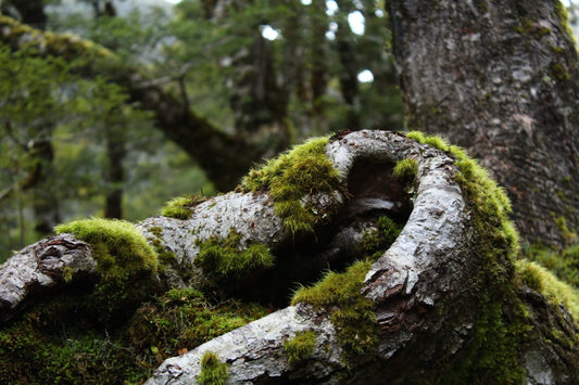 High-end Home Fragrances for Nature Lovers