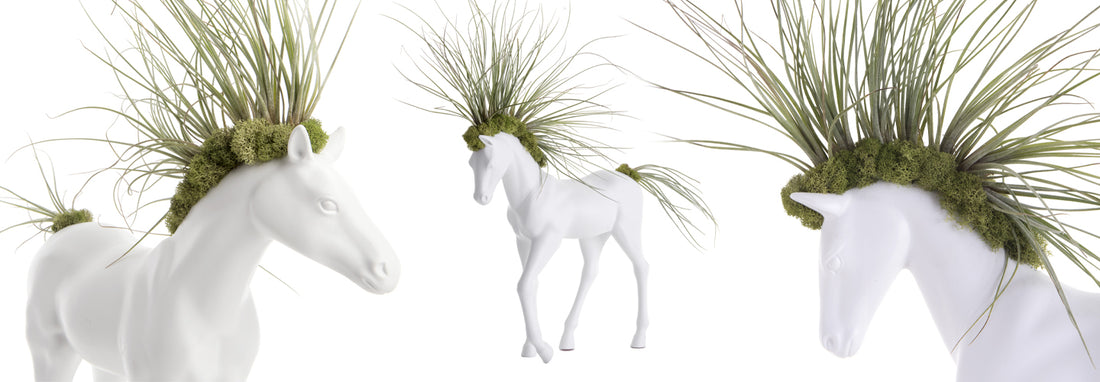 Air Plant Display- 3 Original Uses of Tillandsias