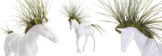 Air Plant Display- 3 Original Uses of Tillandsias