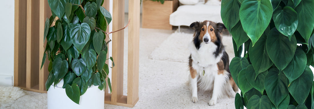 Indoor Plants for Luxury Apartments