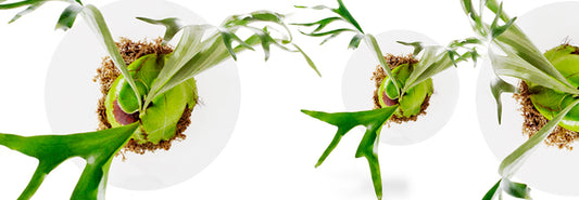Hanging Staghorn Fern for a Luxurious Room Décor