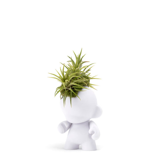 Mini Airplant Arrangements: Elegant Decor for Small Spaces