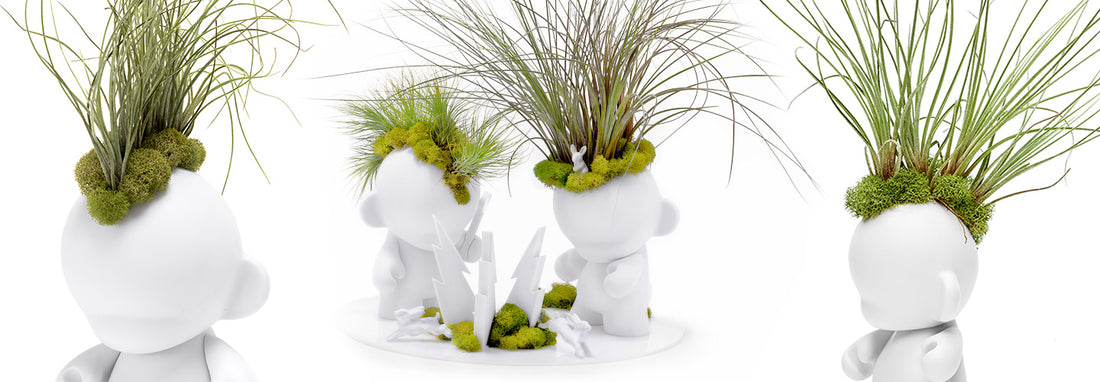 Fun Air Plant Arrangements for an Upscale Home Decor