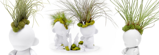 Fun Air Plant Arrangements for an Upscale Home Decor