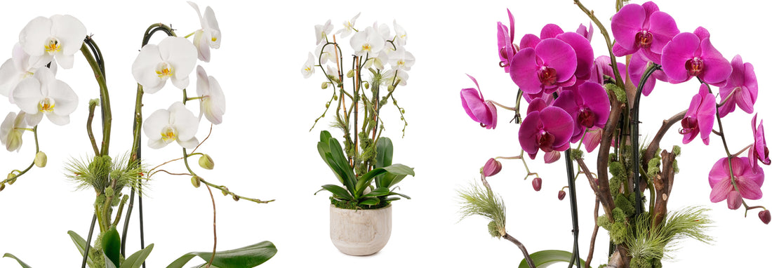 Orchid Flower Arrangements With Delivery in Miami