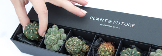 Succulent Gift Box: a Mini Cacti Collection