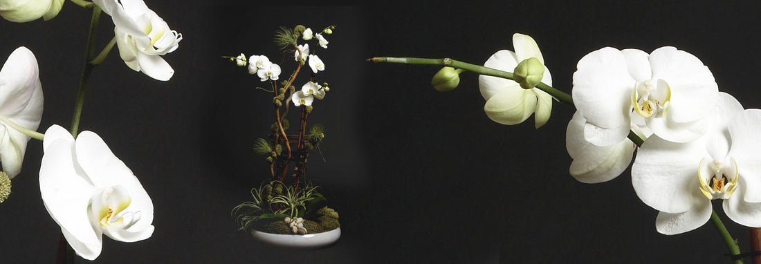 Large Orchid Arrangement: a Truly Impressive Gift Idea