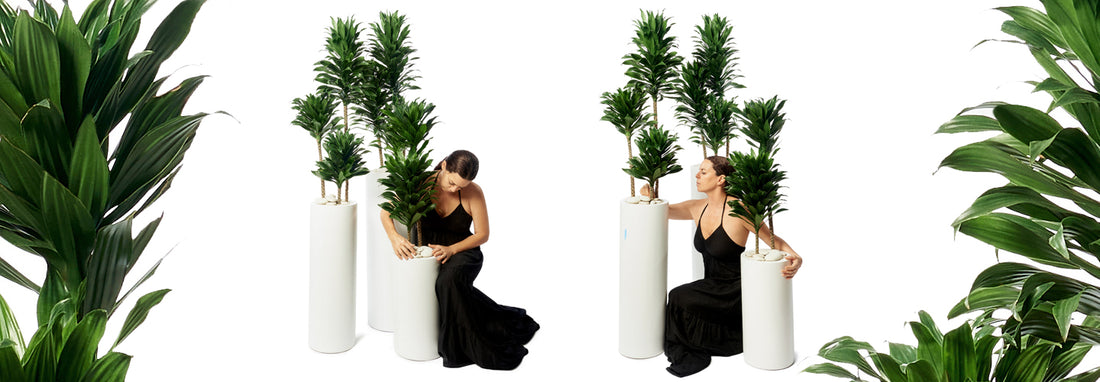 Floor Plants Bring the Outdoors Inside your Home or Office