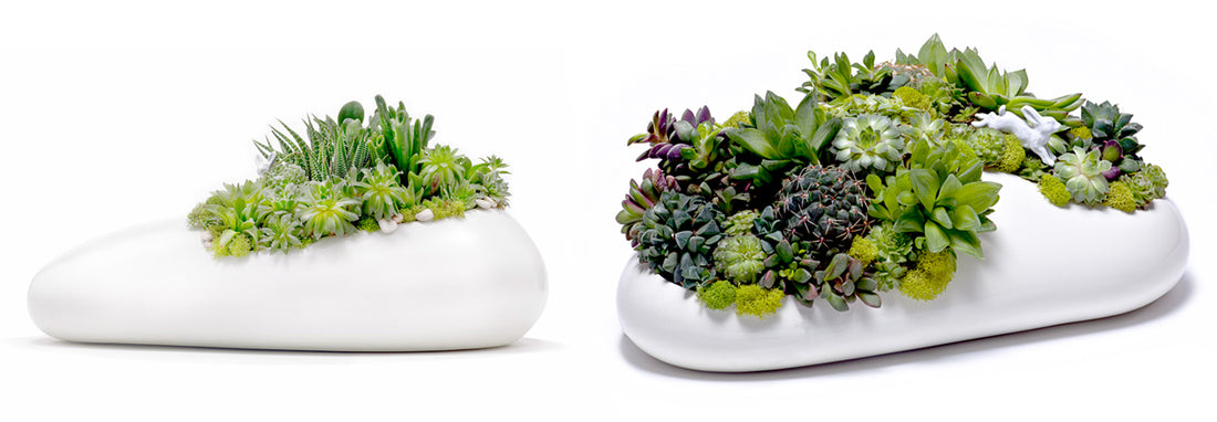 5 Exotic House Plants That Will Stand Out in Any Room