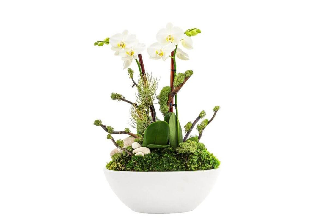 Plants to embellish your bathroom