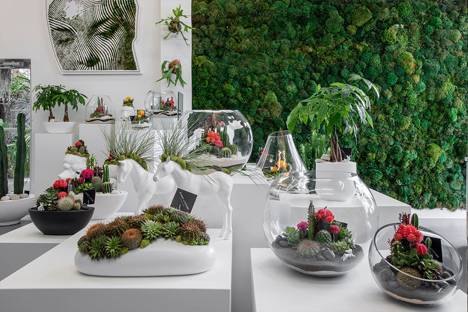 Exotic Indoor Plants for South Florida Homes