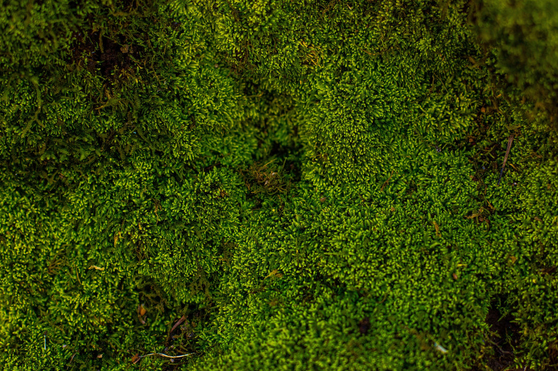 Custom Wall Art From Preserved Moss