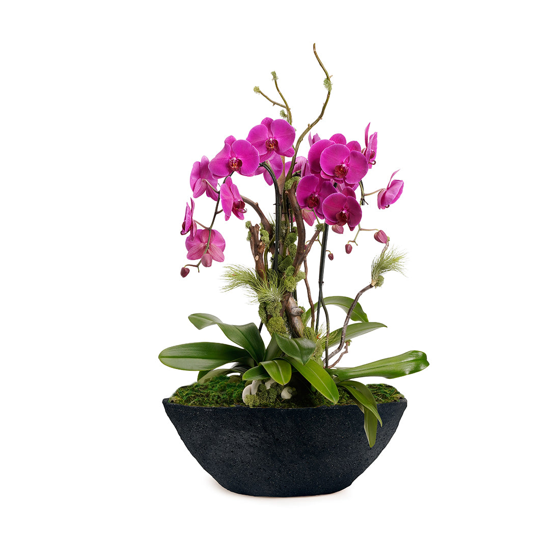 Fibercement Boat Shape Black w/ Foliage or Orchids Plant The Future