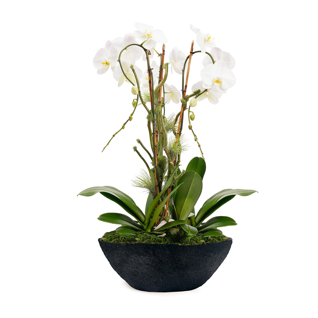 Fibercement Boat Shape Black w/ Foliage or Orchids Plant The Future