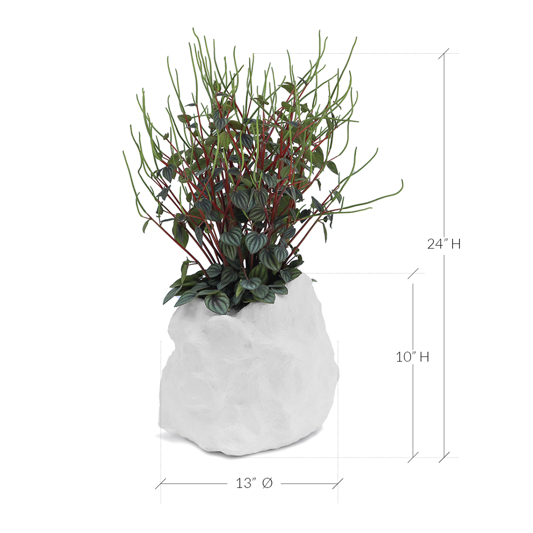 Julieta Teppa  - One of a Kind White No.6 Peperomia Little Toscani
