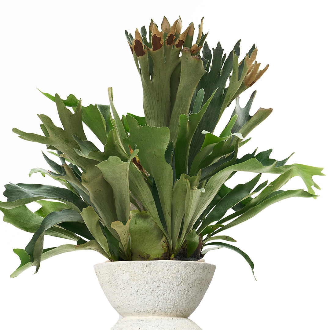 Totem Sculpture White 8 with Staghorn Fern