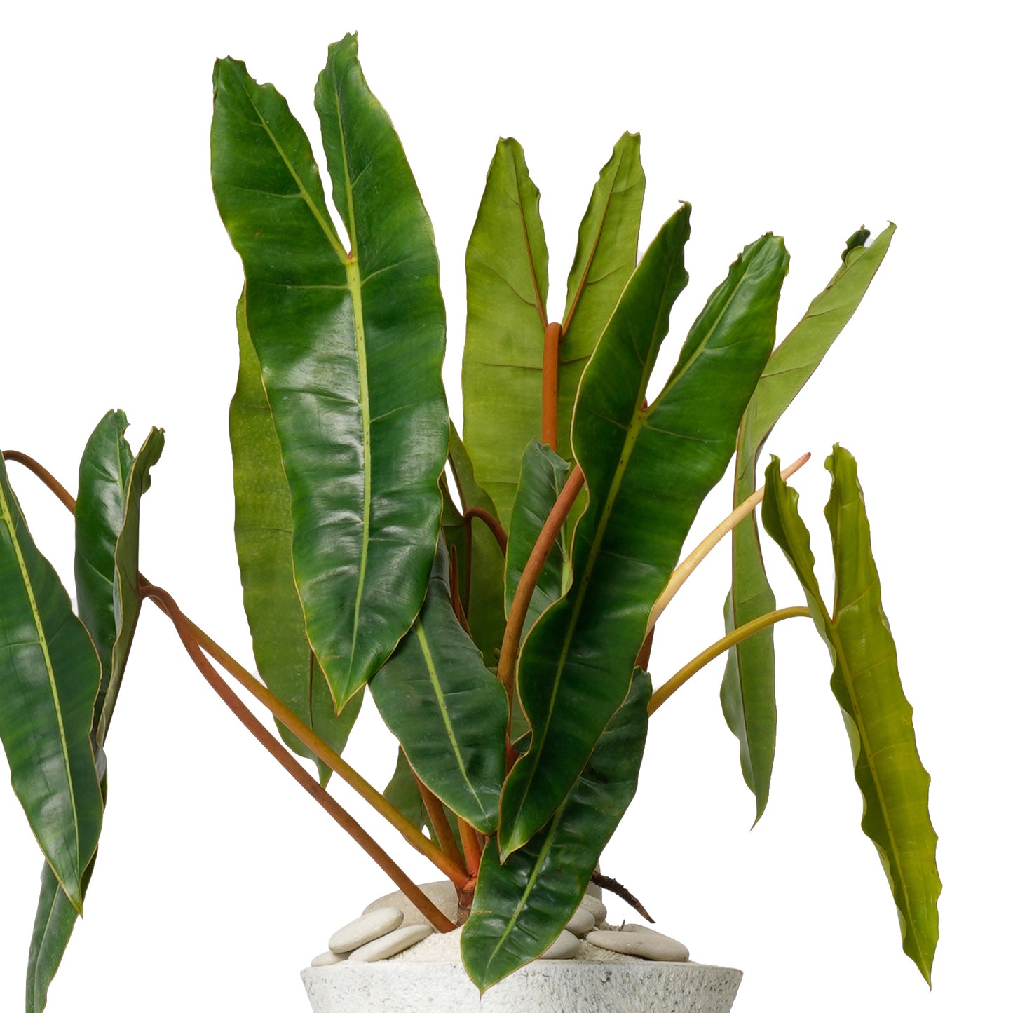 Totem Sculpture White 7 Philodendron Billietiae