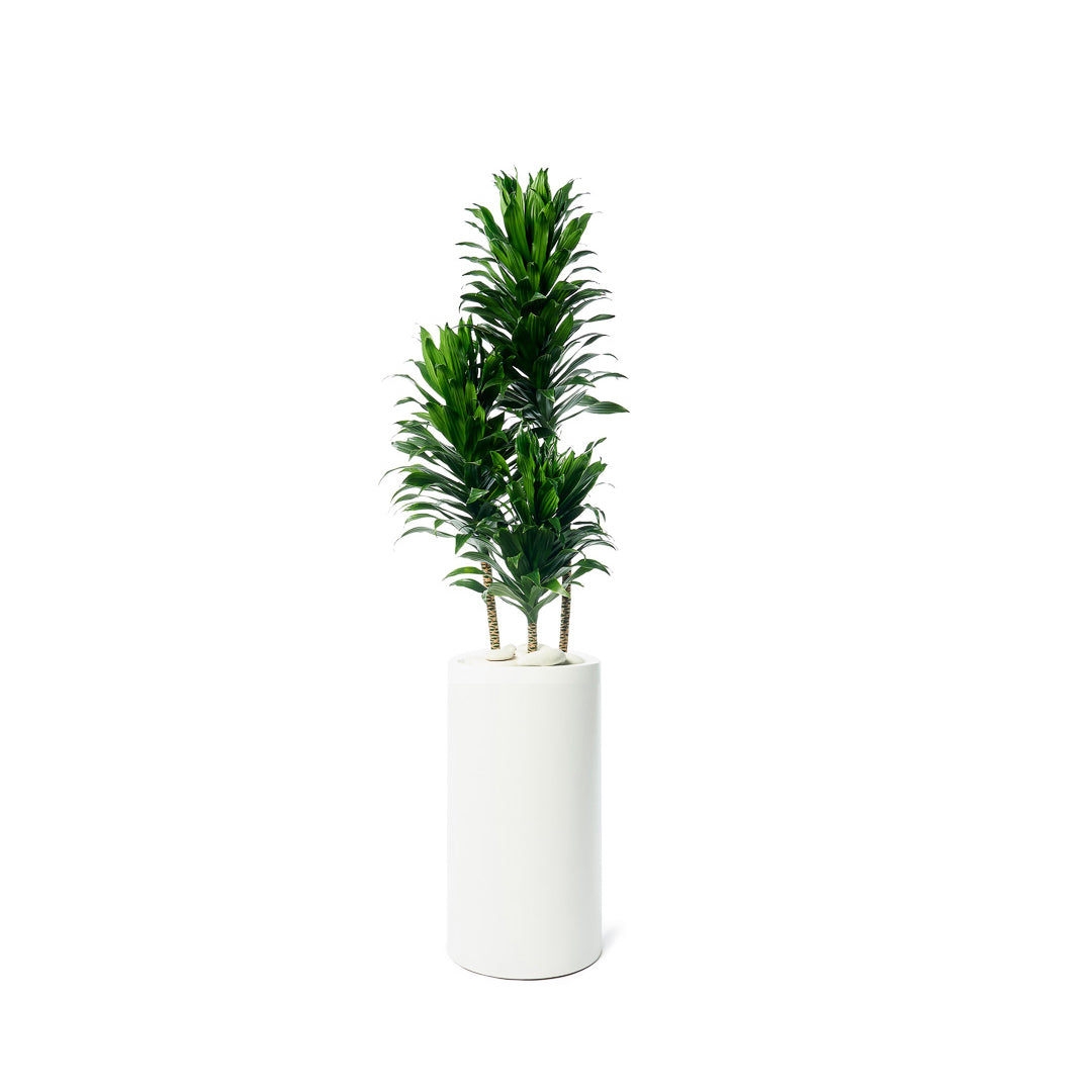 Milano Tube White – Janet Craig Compacta