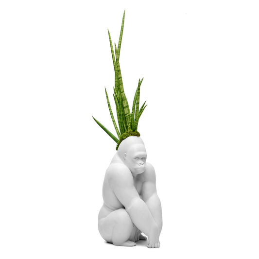 Lladró Porcelain - White Gorilla