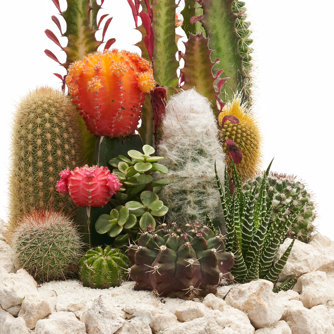 Keystone Garden 15"
