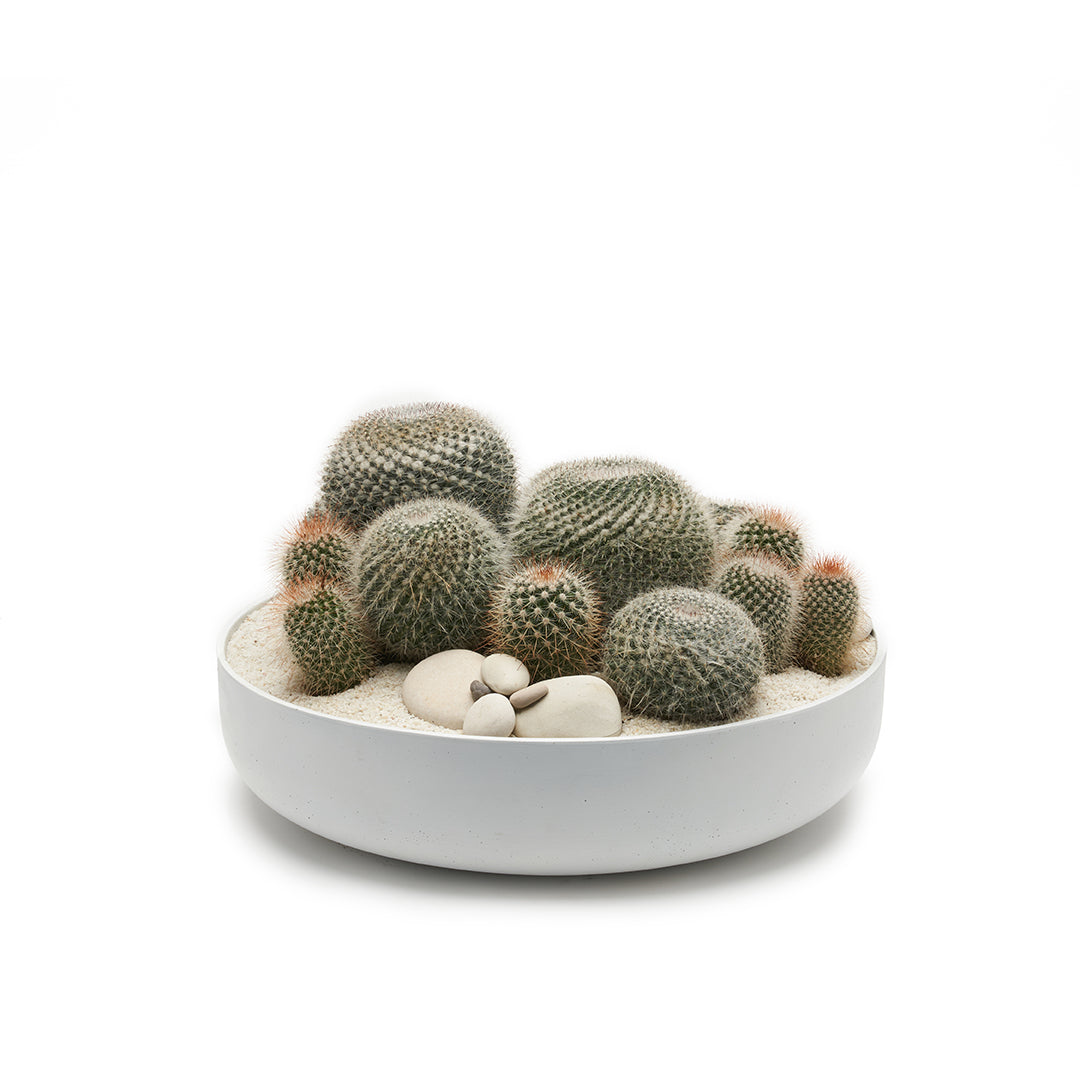 Round Ceramic Low White - Short Cactus Garden