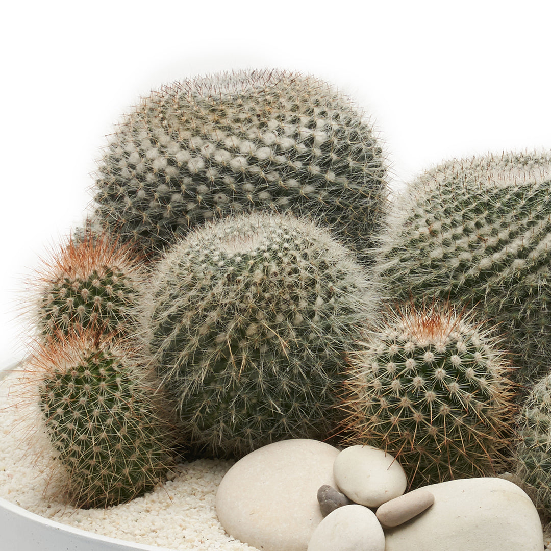 Round Ceramic Low White - Short Cactus Garden