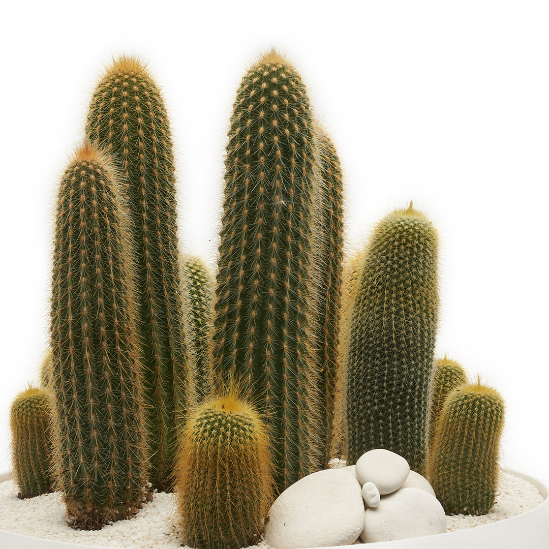 Sydney White Large - Tall Cactus Garden