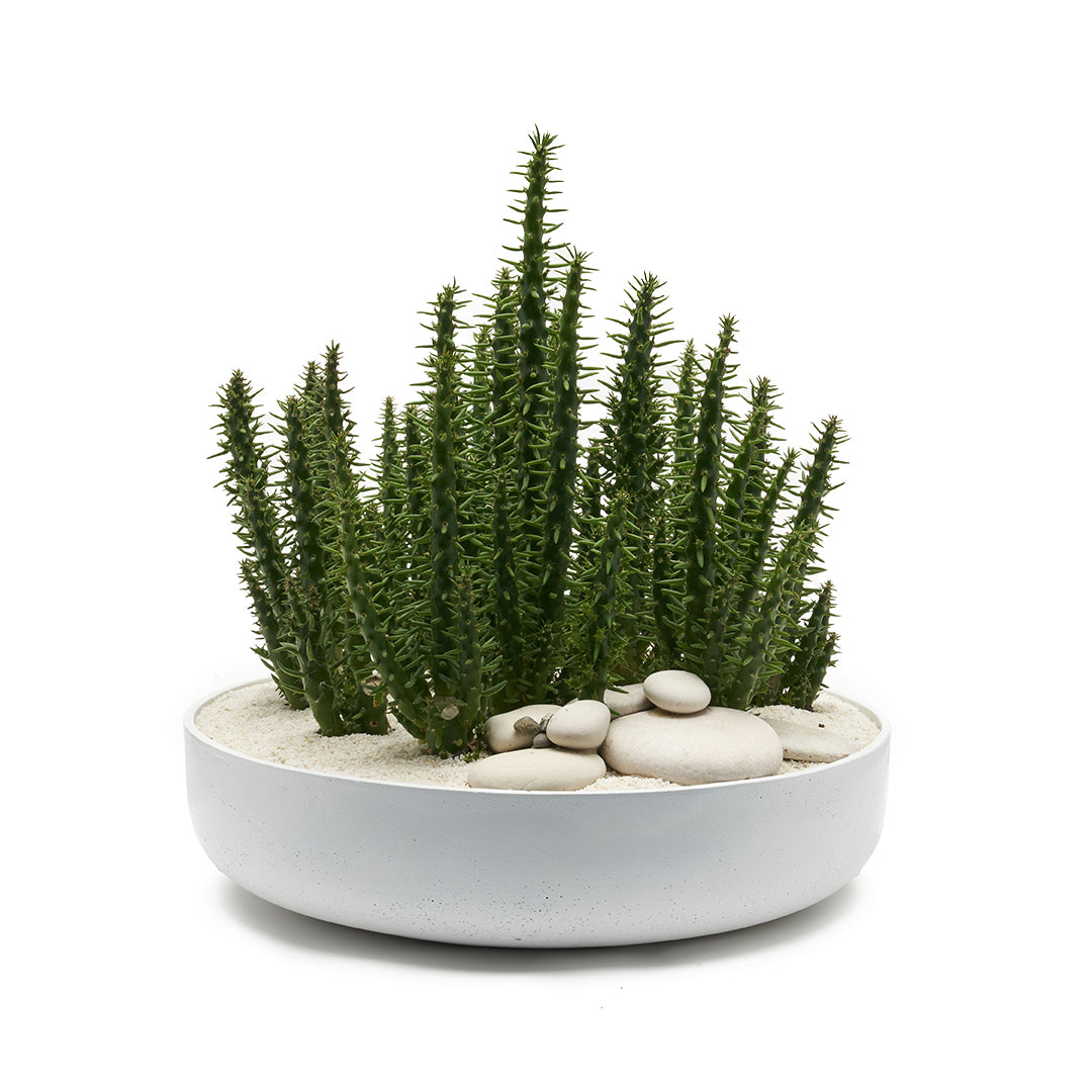 Round Ceramic Low White - Eve's Pin Cactus Garden