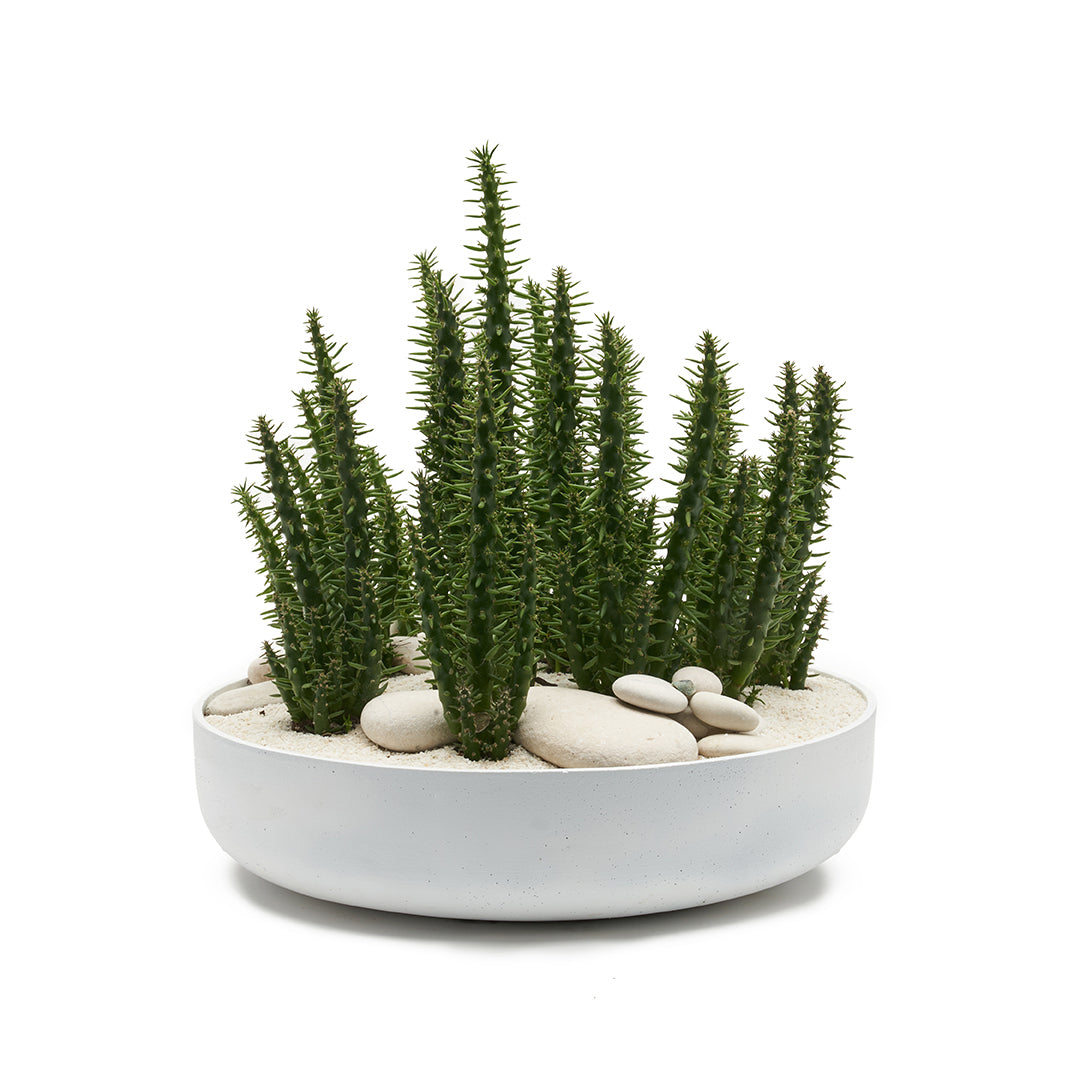 Round Ceramic Low White - Eve's Pin Cactus Garden