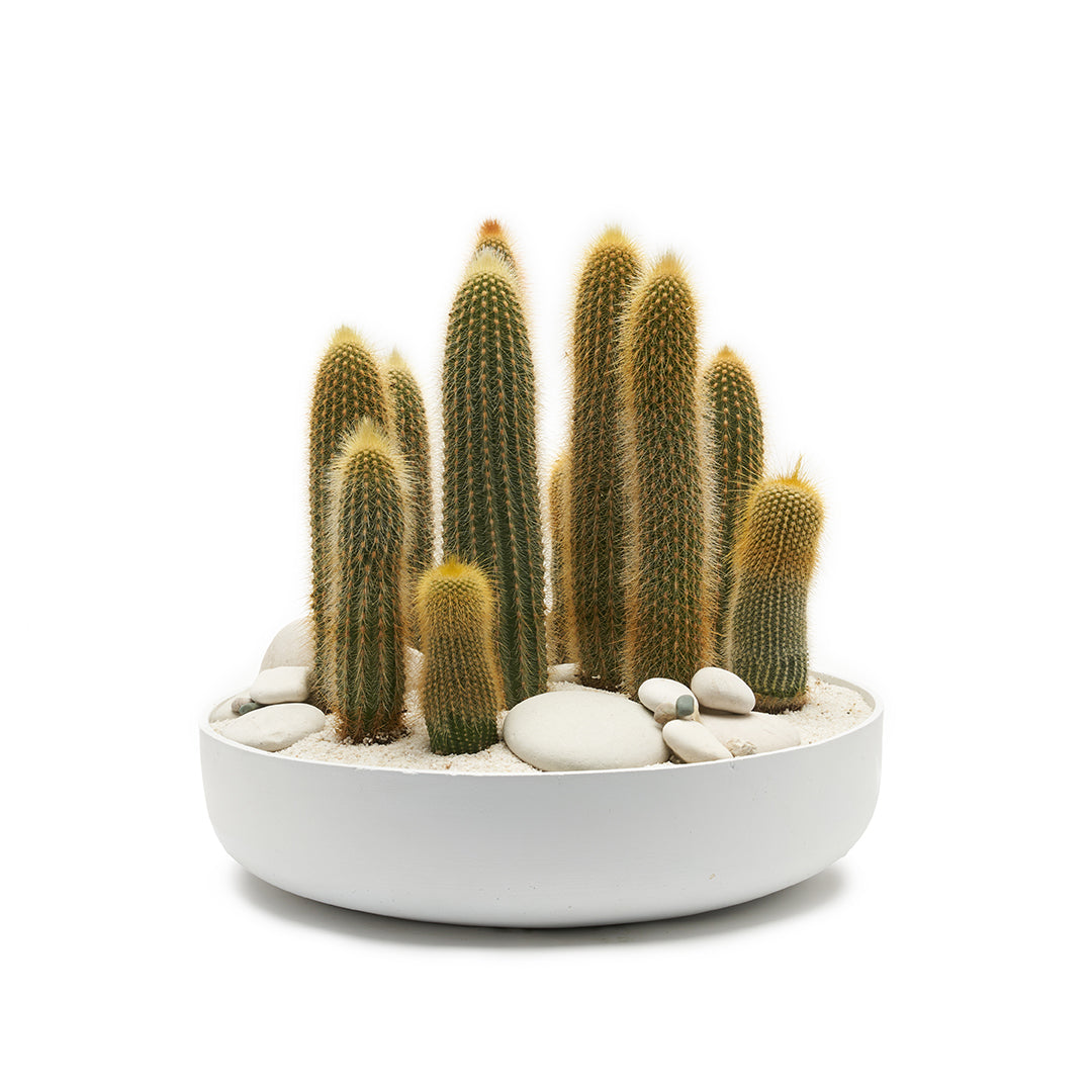 Round Ceramic Low White - Tall Cactus Garden