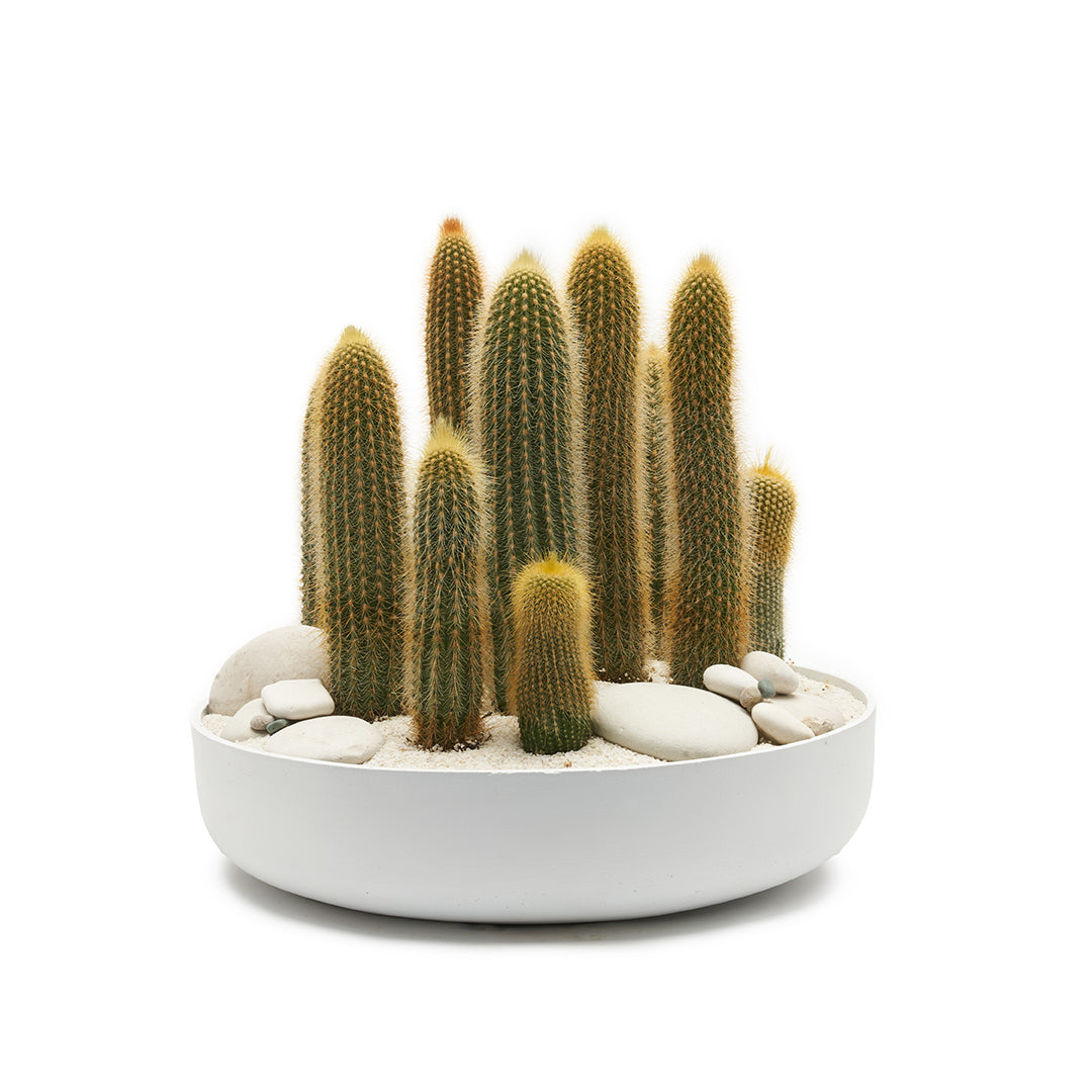 Round Ceramic Low White - Tall Cactus Garden