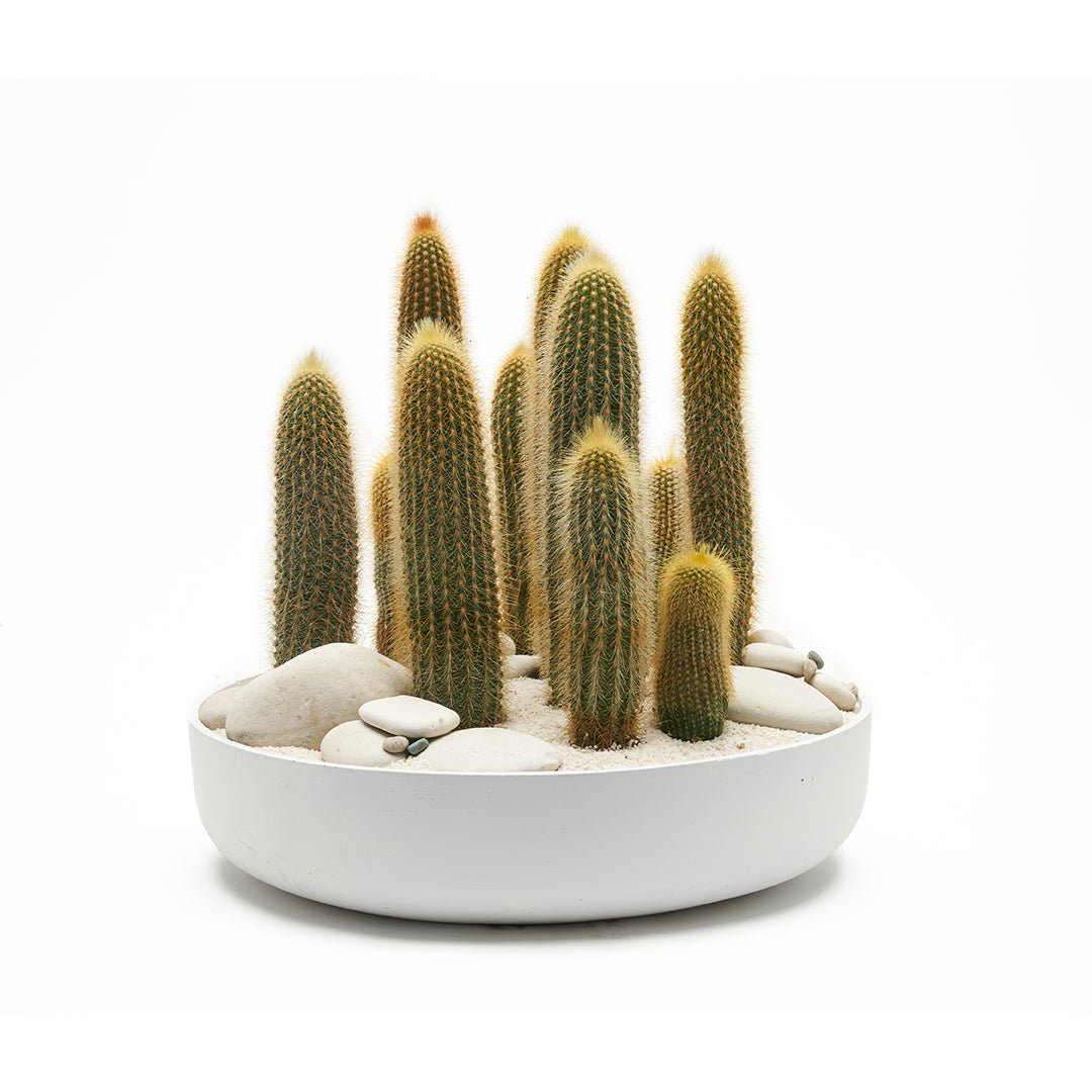 Round Ceramic Low White - Tall Cactus Garden