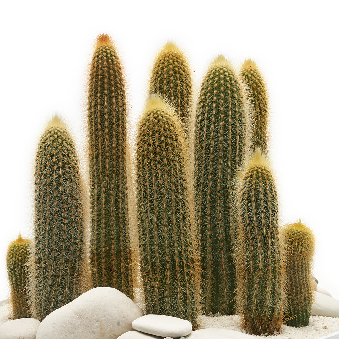 Round Ceramic Low White - Tall Cactus Garden