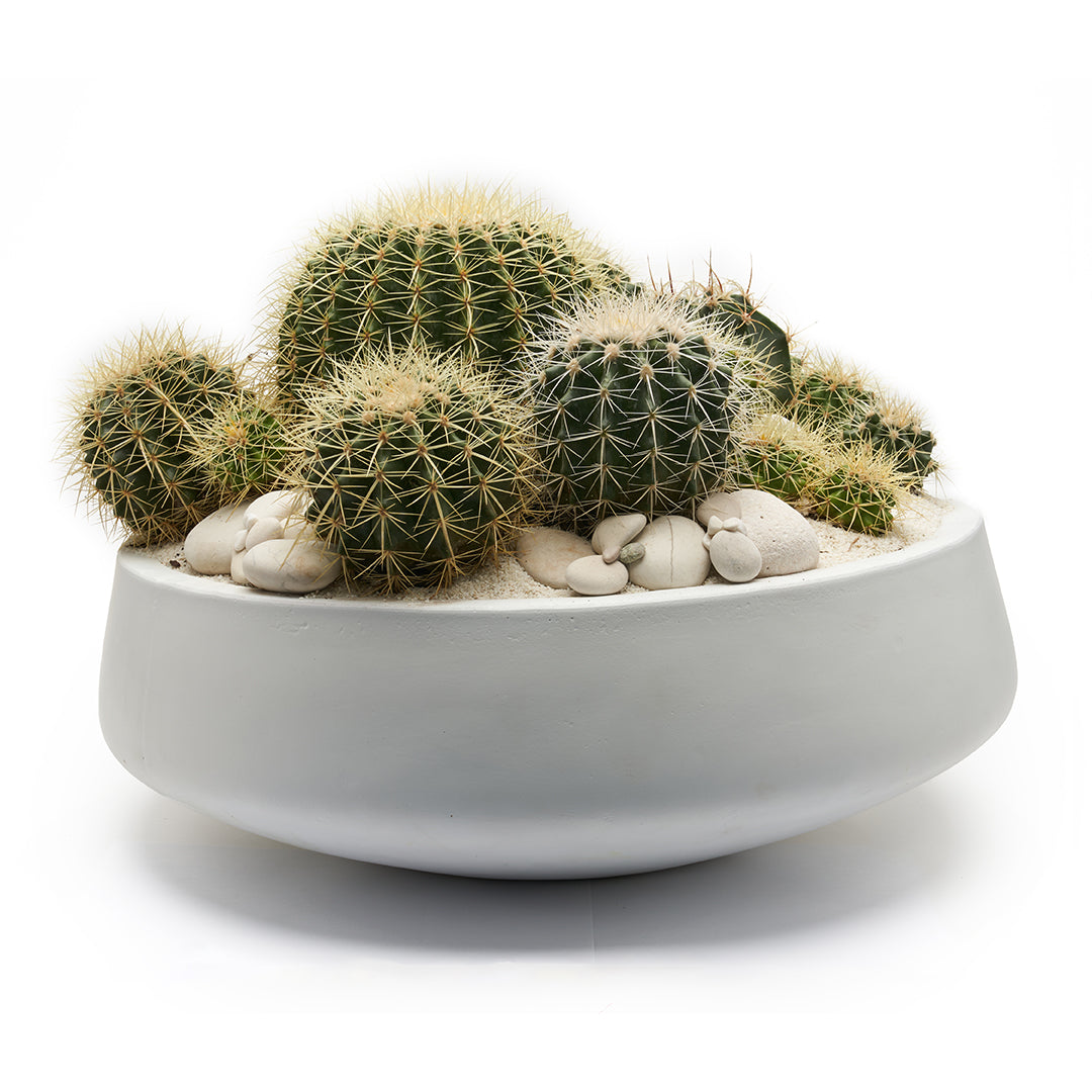 Newport Round Ceramic White -  Golden Barrel Cactus Garden