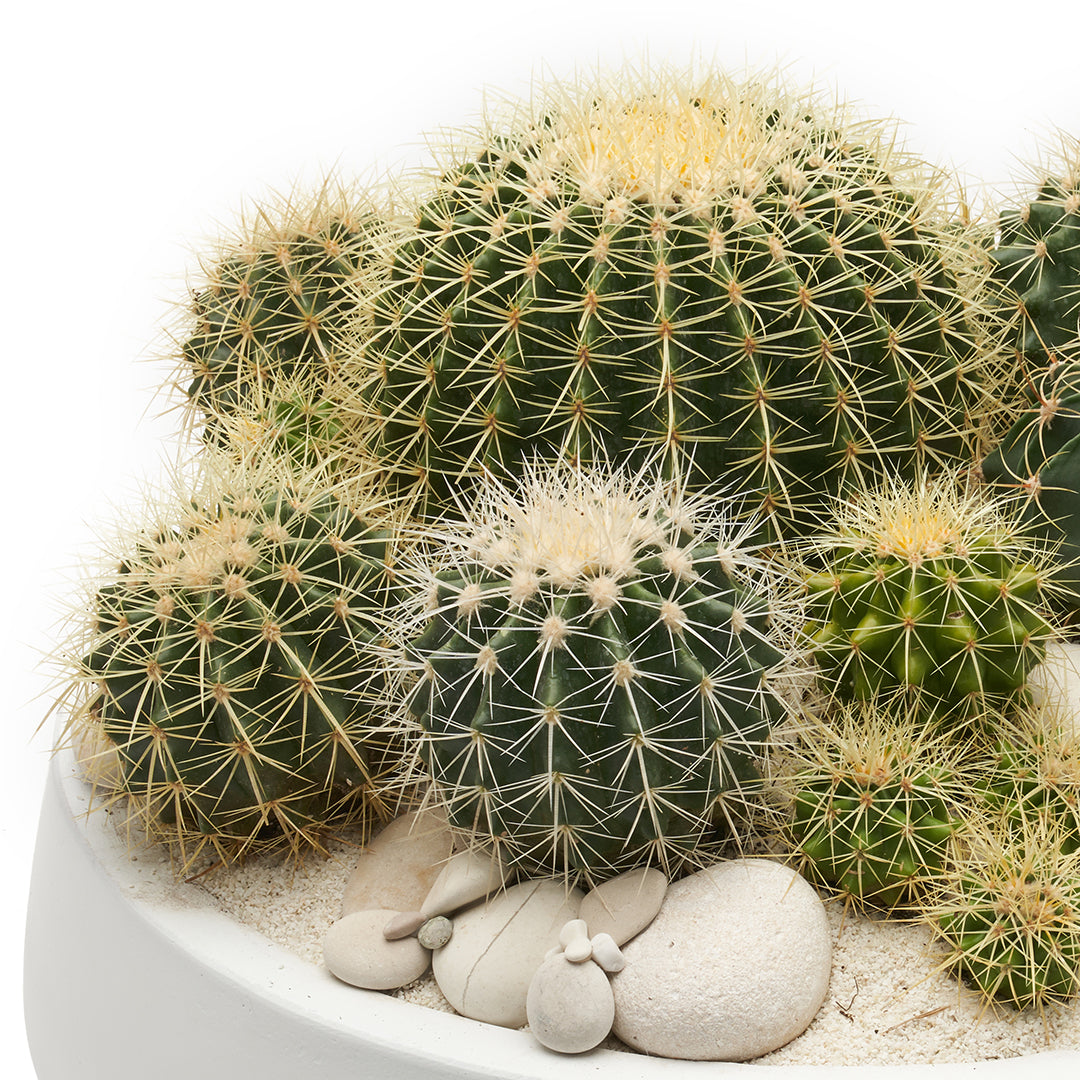 Newport Round Ceramic White -  Golden Barrel Cactus Garden