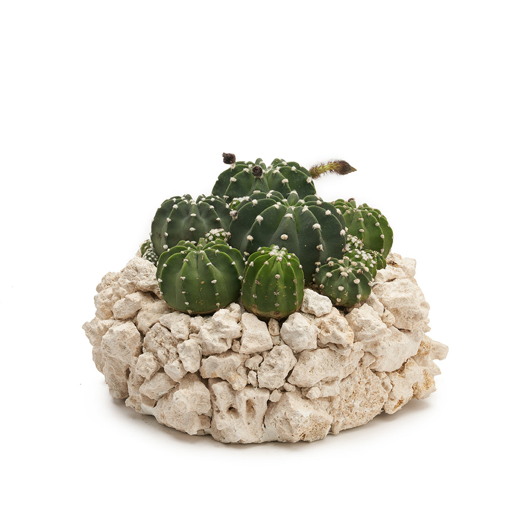 Keystone Garden 15"