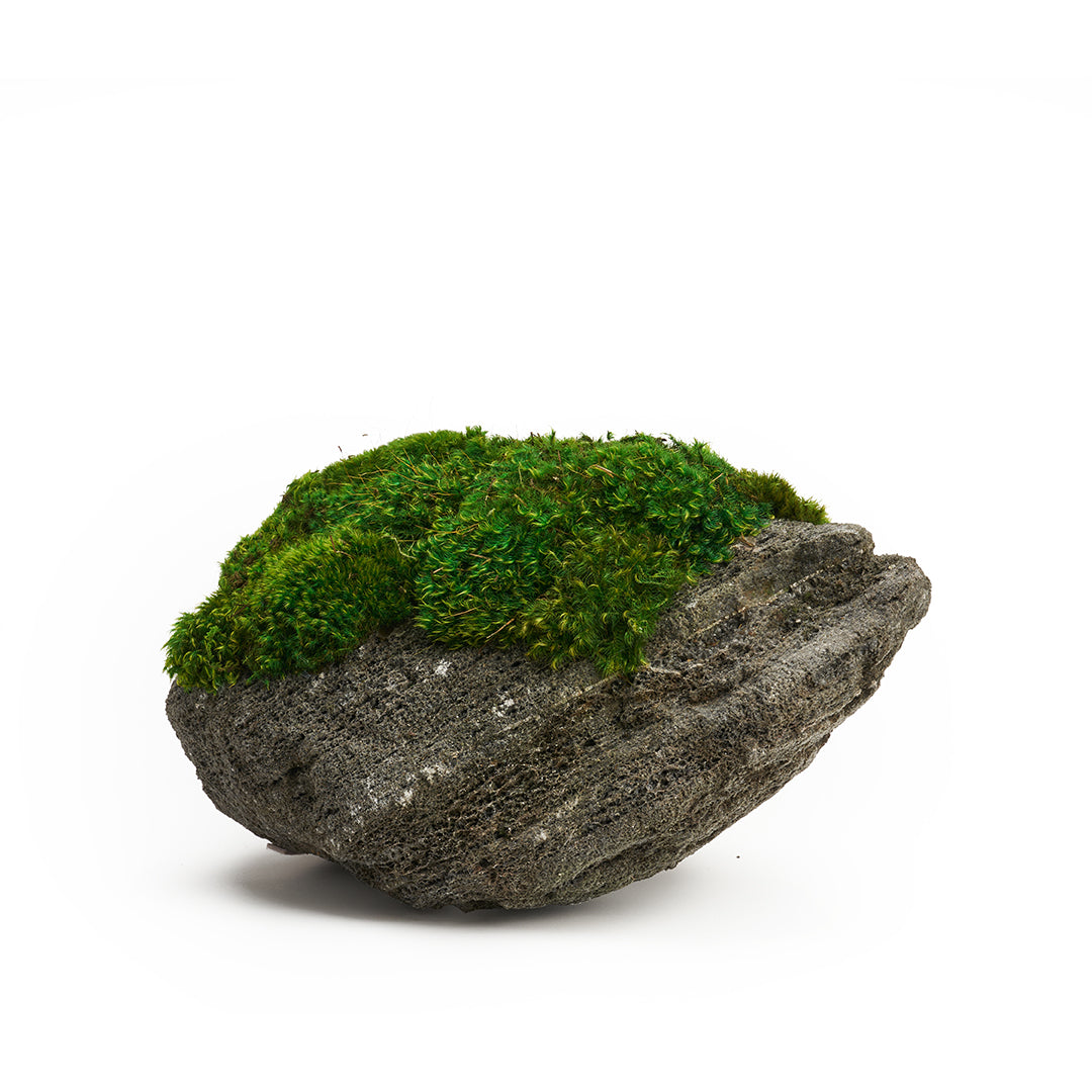 Feather Rock - Moss
