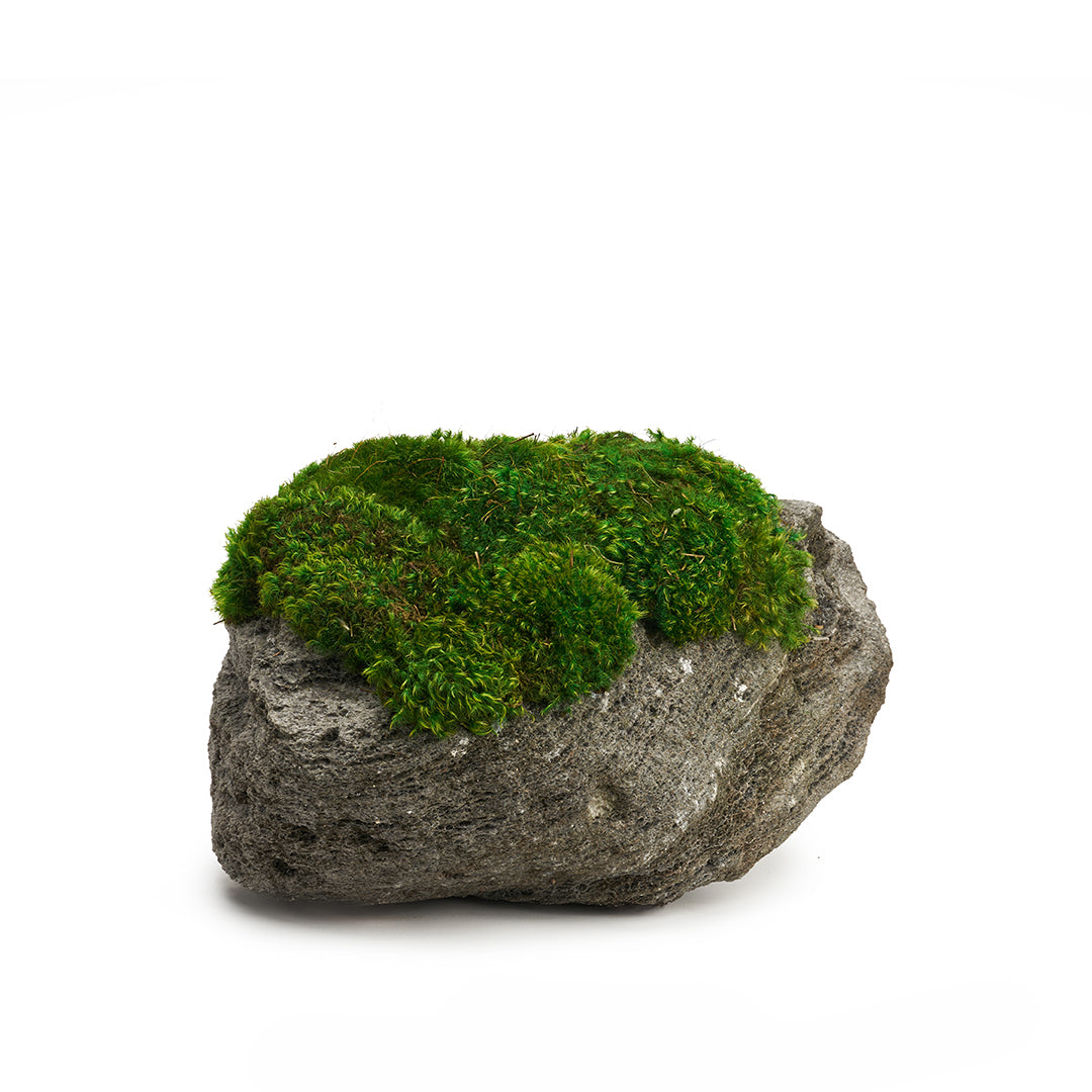 Feather Rock - Moss