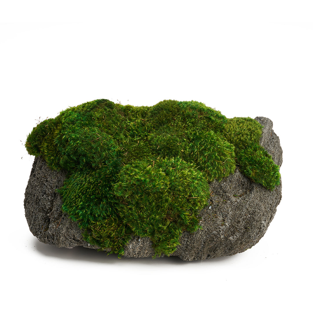 Feather Rock - Moss