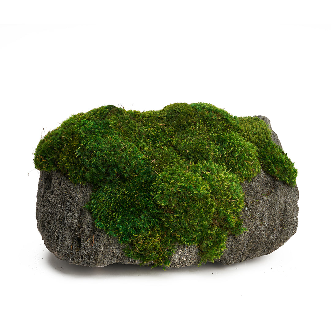 Feather Rock - Moss